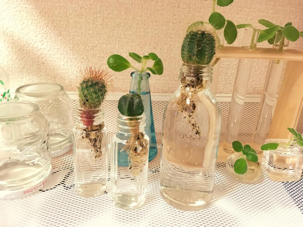 部屋の画像 by みかんさん | 部屋とサボテンと『観葉植物』コンテストと水耕栽培とサボテン水耕栽培と水耕栽培コンテスト