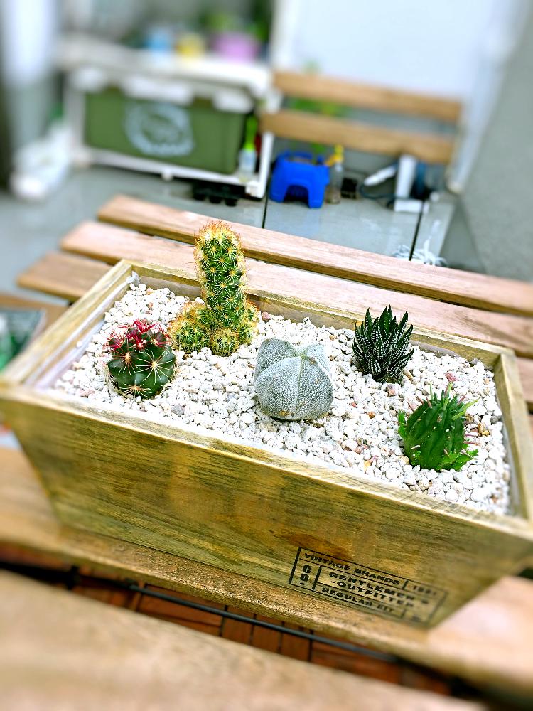 バルコニー/ベランダの画像 by リキオウさん | バルコニー/ベランダと和晃と四角ランポー玉と黄金司とカファドリフェンツスと紅キリンとサボテン科と初心者とベランダガーデニングとサボテンの寄せ植えとサボテン 鉢植え
