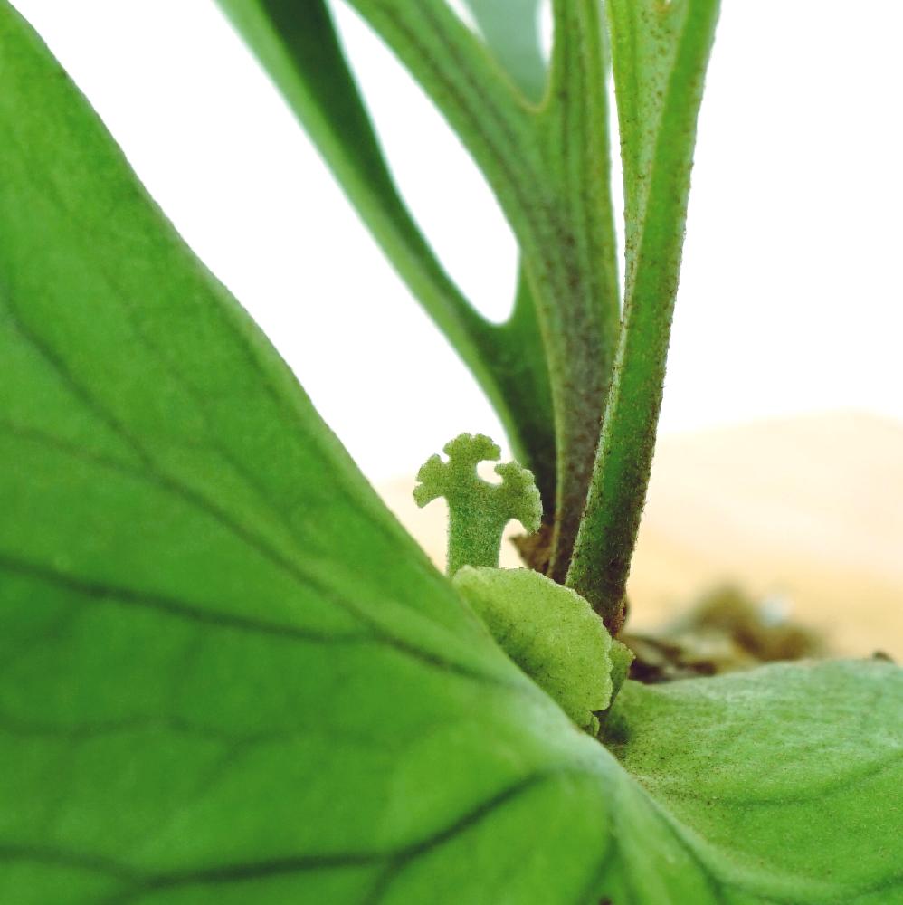 デスクの画像 by おきさん | デスクと植物バカと植中毒とマウントキッチャクードとかわいいと植物欲が止まらないとビカクシダ属と惚れ惚れとネット購入