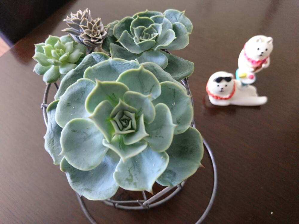 部屋の画像 by ゆふbeeさん | 部屋と多肉植物と澄江☆とキュンキュン乙女倶楽部と デローサとキュンキュン乙女倶楽部No.37と今日の一枚と今日のお花と多肉女子とタニラーと七福神 多肉