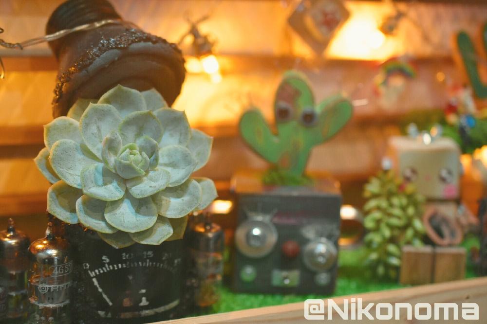 棚の画像 by Nomachanさん | 棚と多肉植物と店内ディスプレイと引っこ抜き実験と大好きな作家サンの作品と多肉のある暮らしと植中毒と笑顔の源と癒し空間とごて盛り真空缶とDIYとハンドメイドとアンプなの?真空缶とウォーターマーク萌え