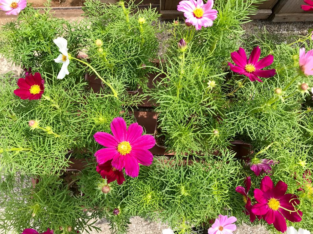 小さな庭の画像 by Flower Villageさん | 小さな庭とコスモス矮性と園芸店とお誘いとコスモスソナタと鷺沼と植中毒と秋コスモスと農園とお花屋さん