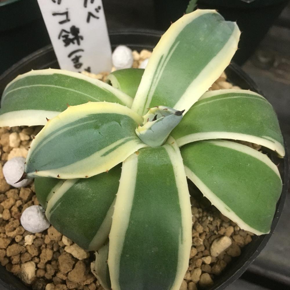 インテリアの画像 by hanabisouさん | インテリアとアガベメリコ錦と観葉植物と植物のある暮らしと植物だいすきと植物と店頭販売と植中毒とアガベ・メリコ錦サンとhanabisouと半田市花屋と販売中とgreenとアガベ属