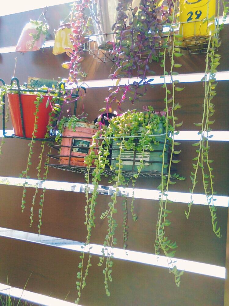 小さな庭の画像 by **tomoさん | 小さな庭と多肉植物と多肉植物雨ざらしと放置栽培と植中毒と今日の一枚と多肉女子と多肉 グリーンネックレス