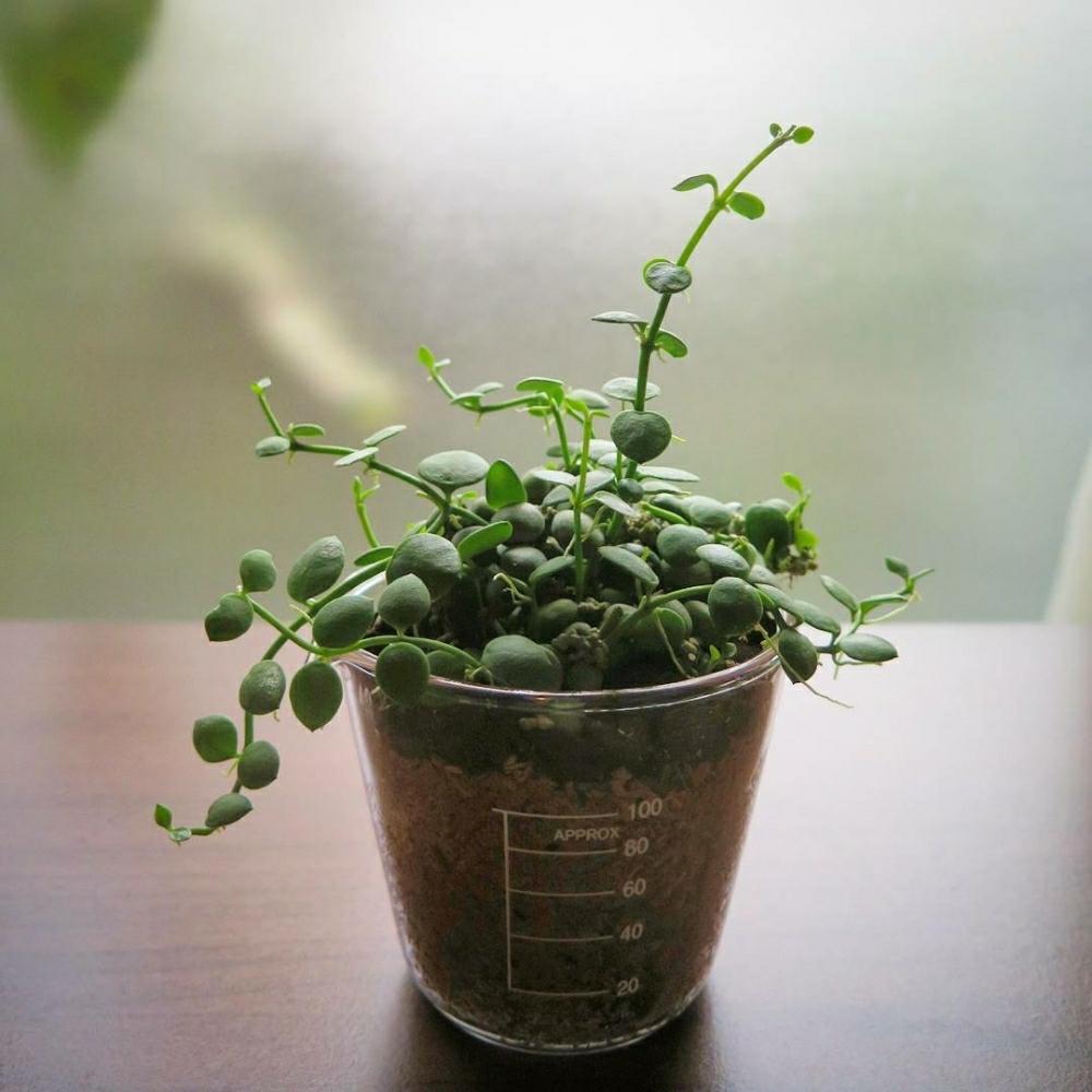 部屋の画像 by こるでぃあさん | 部屋とトラディスカンティアとdischidiaformosanaと元気いっぱいと多肉植物と初心者ですと愉快な仲間とHTCと観葉植物と植物と共に暮らすと南国植物とGreen&PETを愛する会と奥様の趣味園タイム❤と『観葉植物』コンテストとGSのみなさんに感謝♡と植中毒と今日の一枚とグリーンカーテンと頑張れと相談とタニラーと大切な宝ものとナチュラルスタイルとガーデニングと花のある暮らしと色合いがキレイとアウトドアリビング