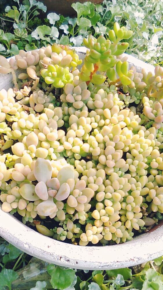 小さな庭の画像 by **tomoさん | 小さな庭と多肉植物と多肉植物雨ざらしとセダム可愛いセダムセダムと植中毒と今日の一枚と多肉女子