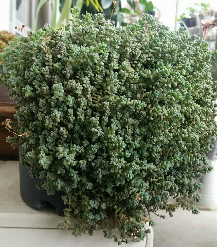 バルコニー/ベランダの画像 by みどり家さんさん | バルコニー/ベランダと植中毒とタニラーとGREEN HOUSEと多肉ちゃんと『観葉植物』コンテスト