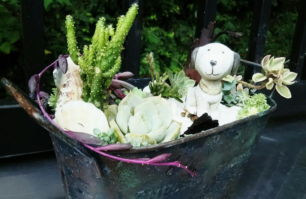 テラスの画像 by サボテンマンさん | テラスと多肉寄せ植え箱庭風⭐とジャンクpaintと多肉植物と多肉寄せ植えとベビーサンローズ⭐と白牡丹⭐とミセバヤ⭐とルビーネックレス⭐