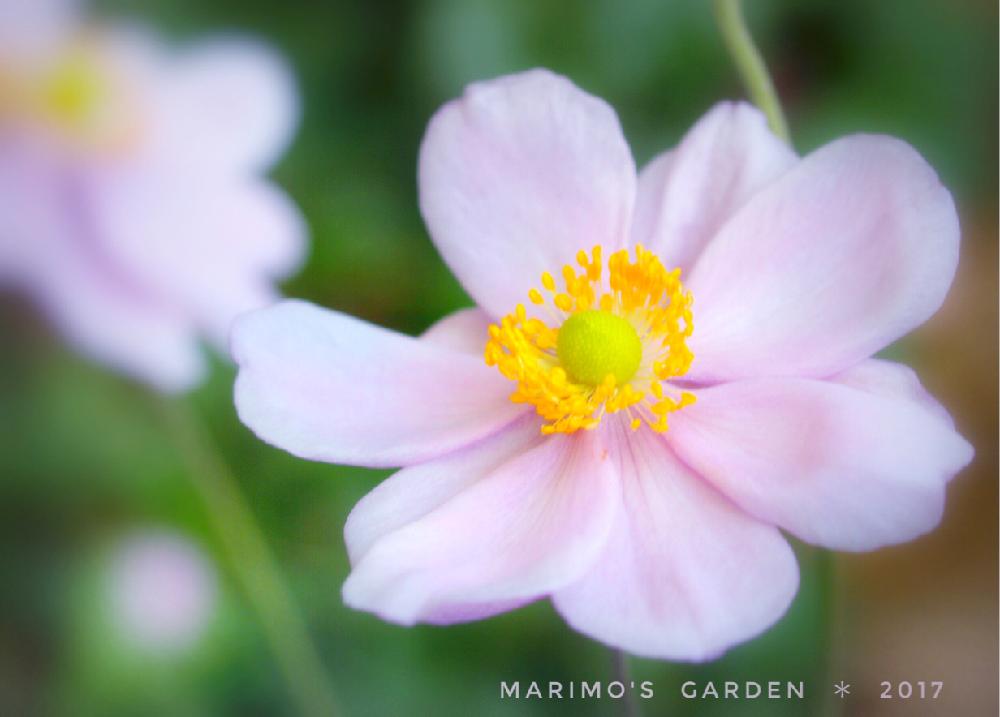 お出かけ先の画像 by マリモさん | お出かけ先とシュウメイギクとピンクの花と梅雨に負けないと植中毒と今日の一枚と今日のお花と花のある暮らし