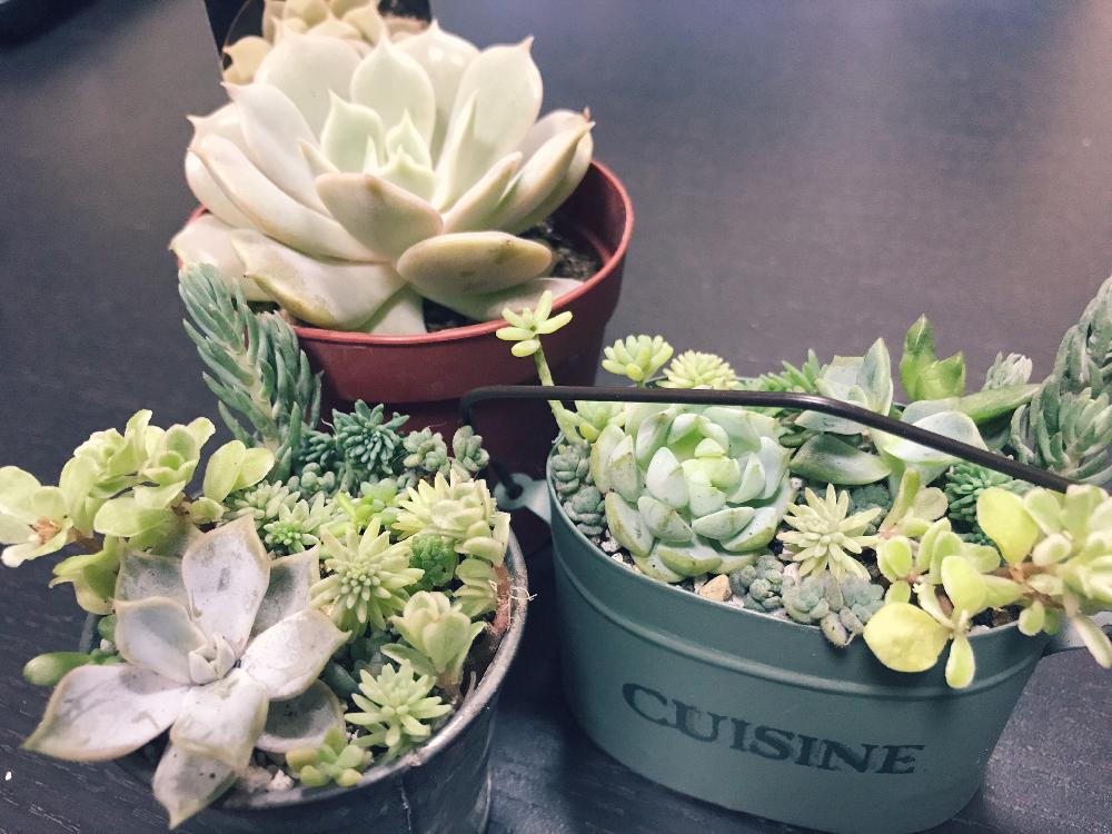 バルコニー/ベランダの画像 by ロコさん | バルコニー/ベランダと多肉寄せ植え♡と多肉植物とレトロ雑貨とセダム属と相談