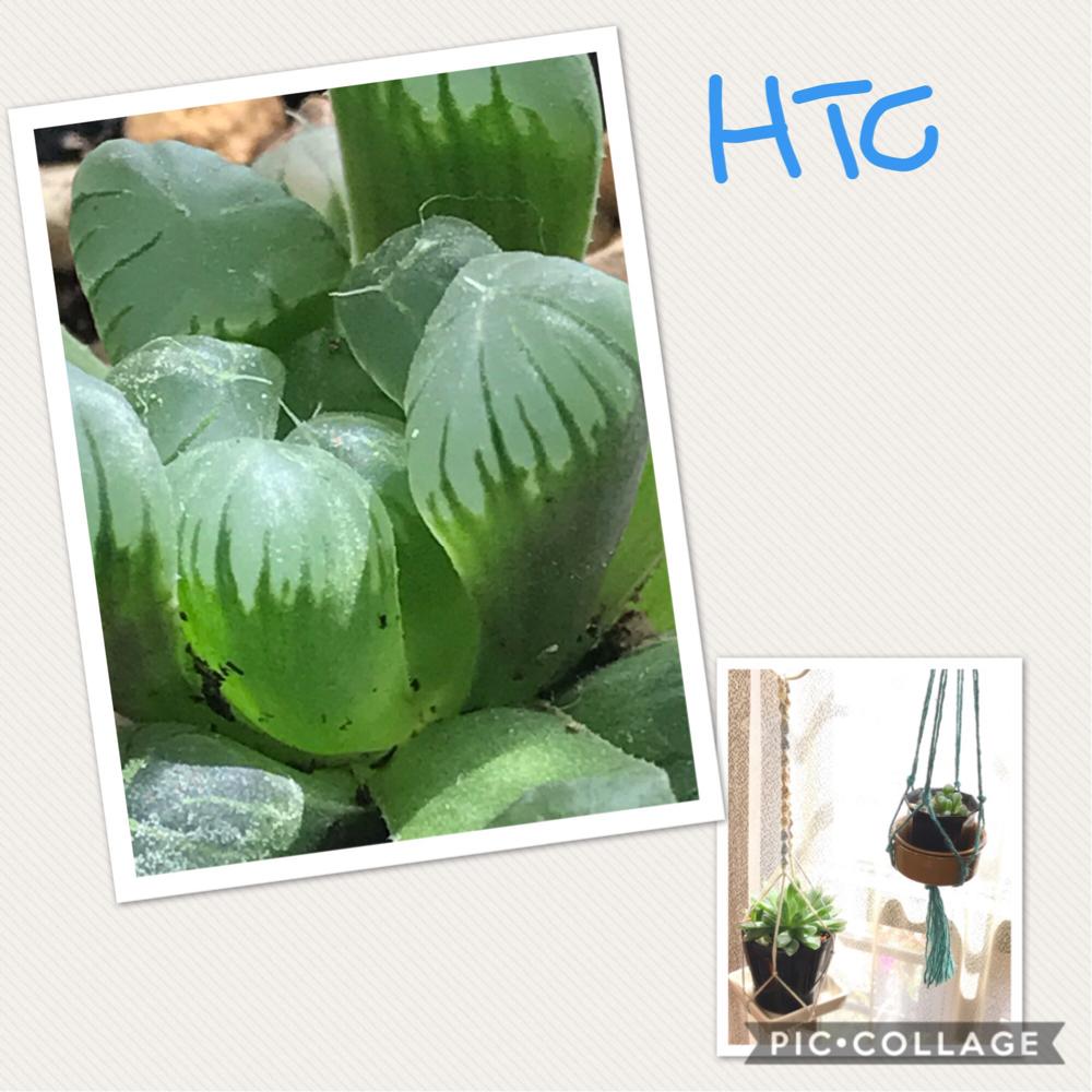 部屋の画像 by yuki(๑・㉨・๑)さん | 部屋とHTCと幸せ♡と会社で(o^^o)と癒しとHTC108と植中毒と佐賀県とGARAMちゃんから頂き物と花のある暮らしと加工なし(^_^)v