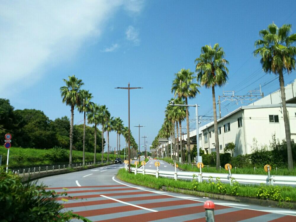 お出かけ先の画像 by Dioptaseさん | お出かけ先とワシントンヤシとワシントンヤシモドキと ヤシの木とヤシと地植えと耐寒ヤシ