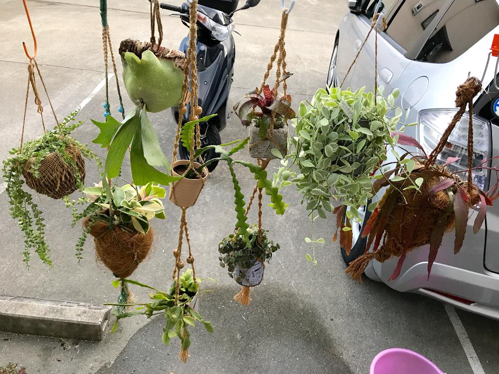 テラスの画像 by megumiさん | テラスと多肉植物と着生植物とわが家の多肉スペースと『観葉植物』コンテストと植中毒と今日の一枚と多肉女子とタニラー