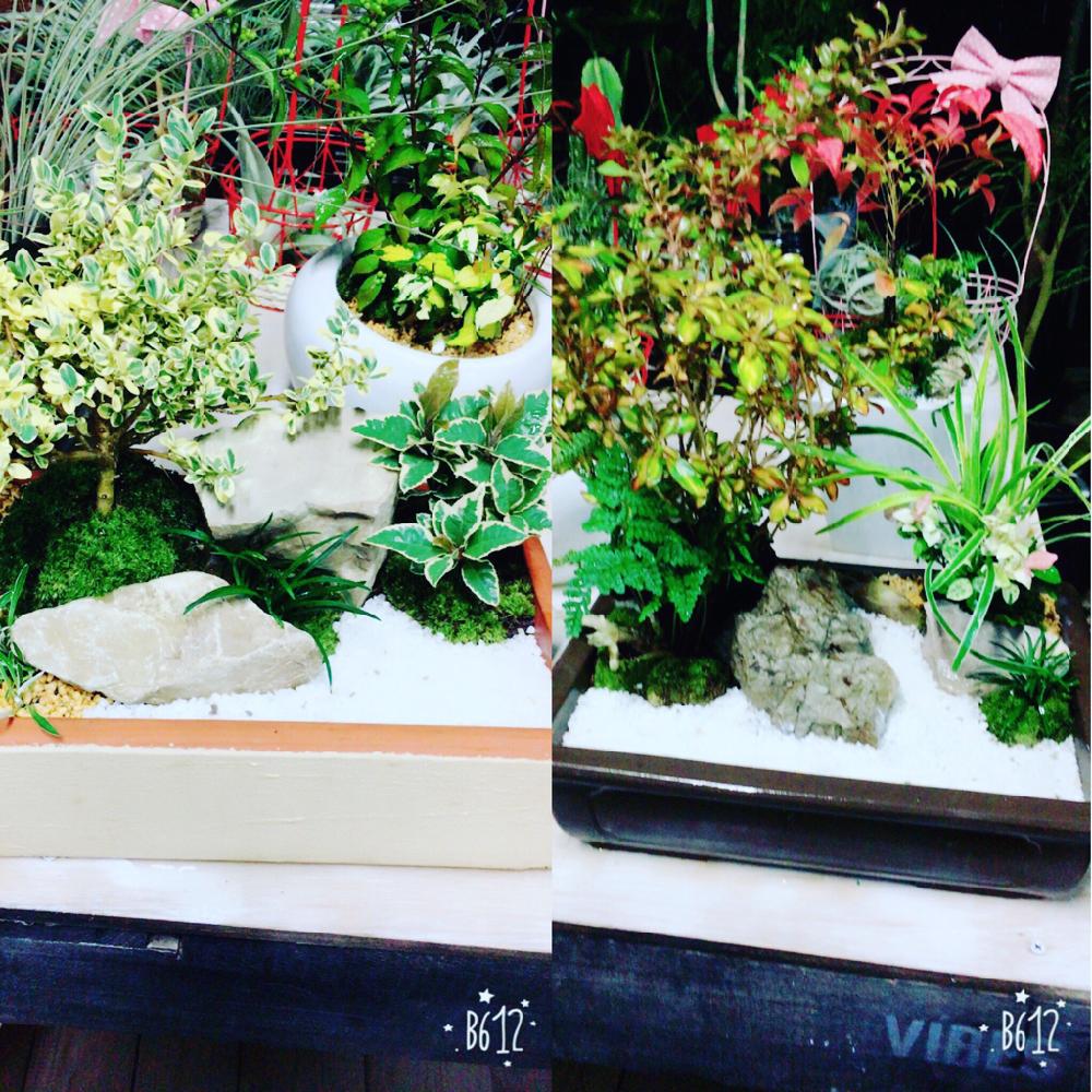 インテリアの画像 by 優愛’sさん | インテリアとヤブコウジとリュウヒゲとハツユキカズラとシノブとグリーンインテリアと老若男女歓迎とプレゼントと和にも洋にも◎と植中毒と敬老の日と花のある暮らしとインテリアグリーン