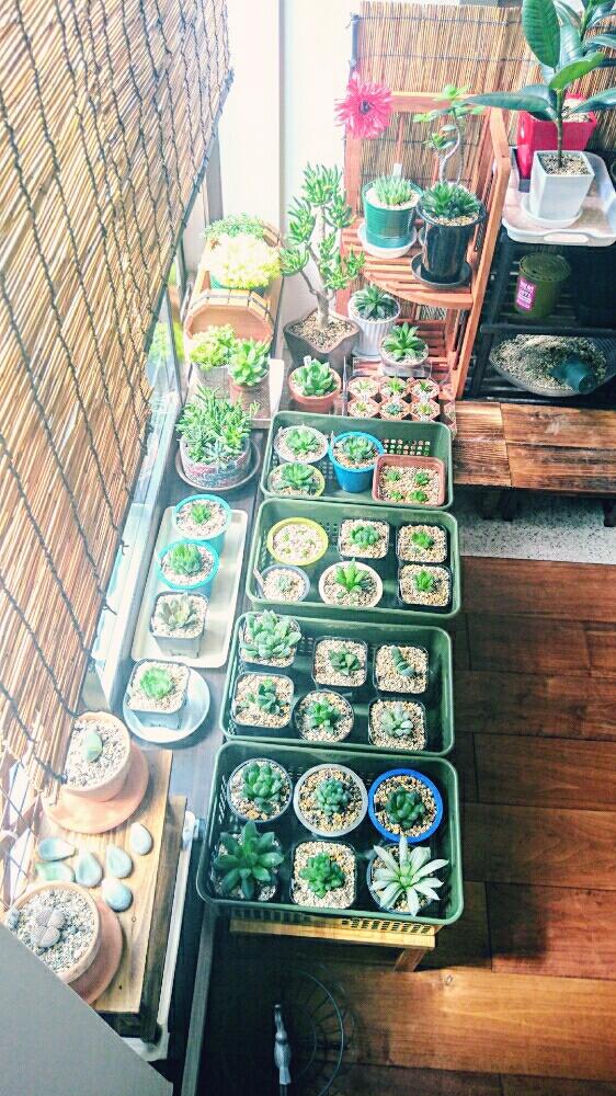 窓辺の画像 by chulu042さん | 窓辺と多肉植物と世界平和と観葉植物とボタニカルライフとグリーンインテリアとハオルチア属と花芽がが出たとブレンド土と新芽フェチとAsianと植中毒と緑のある暮らしと趣味と簾で遮光と発芽とinteriorgreenとLOVE GREENと観葉植物のある暮らしとgreenlifeとgreenとlove&peaceと日向ぼっこと室内管理とJapanese GardenとインテリアグリーンとM(A)DE IN JAPANと緑と暮らす