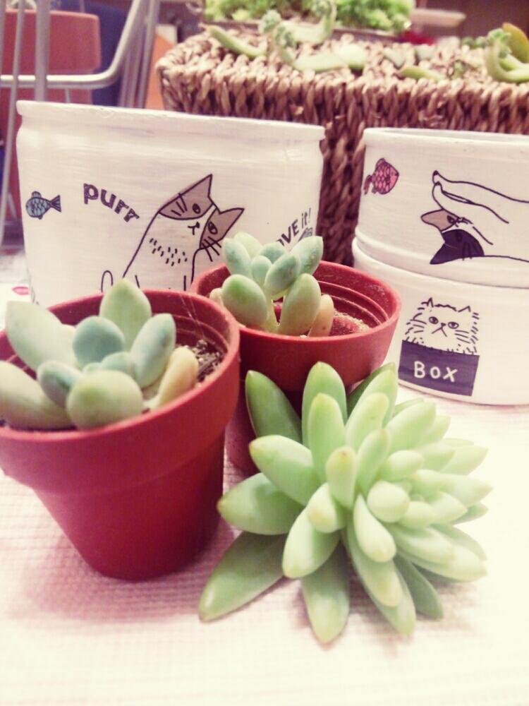 部屋の画像 by ミニサボさん | 部屋と幸せと観葉植物と植物初心者と多肉コレクションとホームセンター産と植中毒と緑のある暮らしと多肉植物ミニサイズと多肉女子とタニラーと鉢植え前とメルカリ産と植物コレクションと多肉初心者