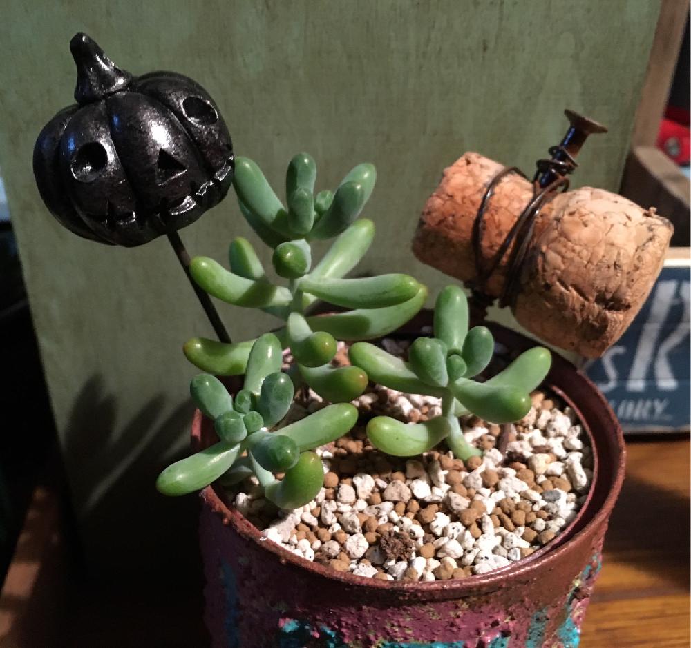 玄関の画像 by よちりさん | 玄関と乙女心と多肉植物とリメ缶とHAND WORKS RELAX リメ缶とお気に入りとハロウィンとピックとオルトランとポチりとかわいいとお花屋さんとすくすく育ってね♡