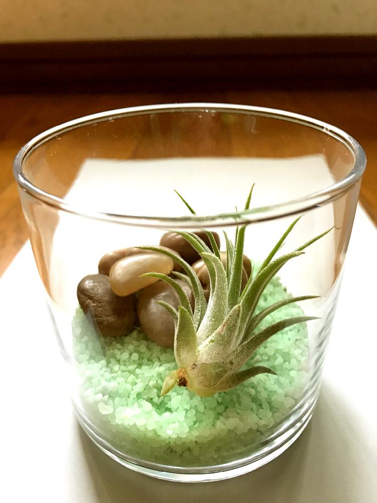 部屋の画像 by コルリさん | 部屋とエアープランツと観葉植物と100均エアープランツと100均観葉植物と『エアープランツ』コンテストとエアープランツ/チランジア