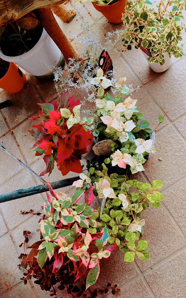 玄関の画像 by みーちゃんさん | 玄関と植物不足とグリーンの癒し。と癒される〜♡とわさわさ!と寄せ植え用と植中毒とたまらん♡と楽しい作業♡と花のある暮らしとかわええのぅ♡