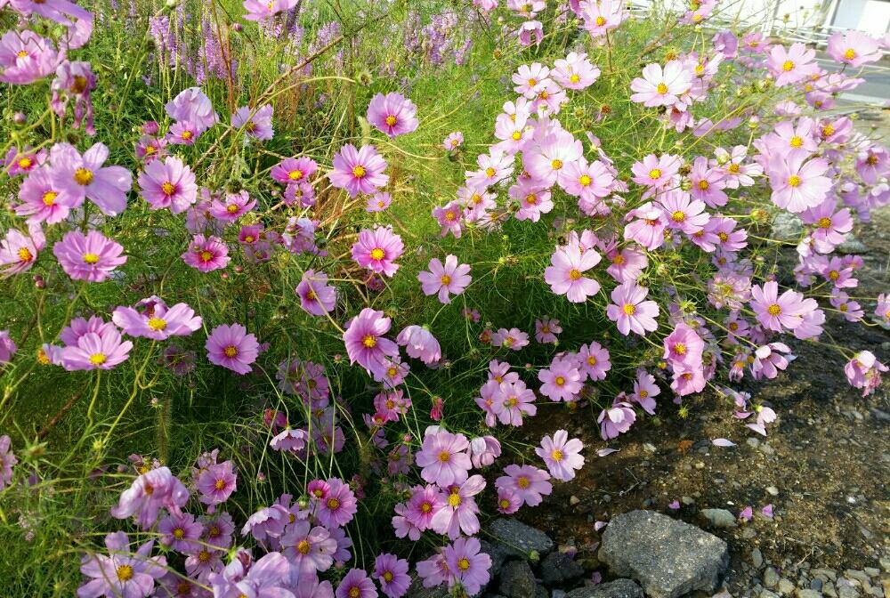 アプローチの画像 by ヱヴァ*゜さん | アプローチと秋桜と花のある暮らしと太陽に向かってとこぼれ種で毎年咲く小花とうす紅の秋桜が…