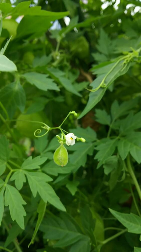 お出かけ先の画像 by ポッコロさん | お出かけ先とフウセンカズラと植中毒と花のある暮らしとかわいい♡と緑のモコモコとフウセンカズラ❇︎とおさんぽ