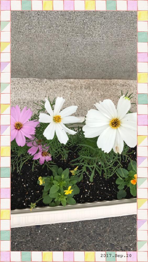 お出かけ先の画像 by 縁さん | お出かけ先と今日の花と秋桜とわたし