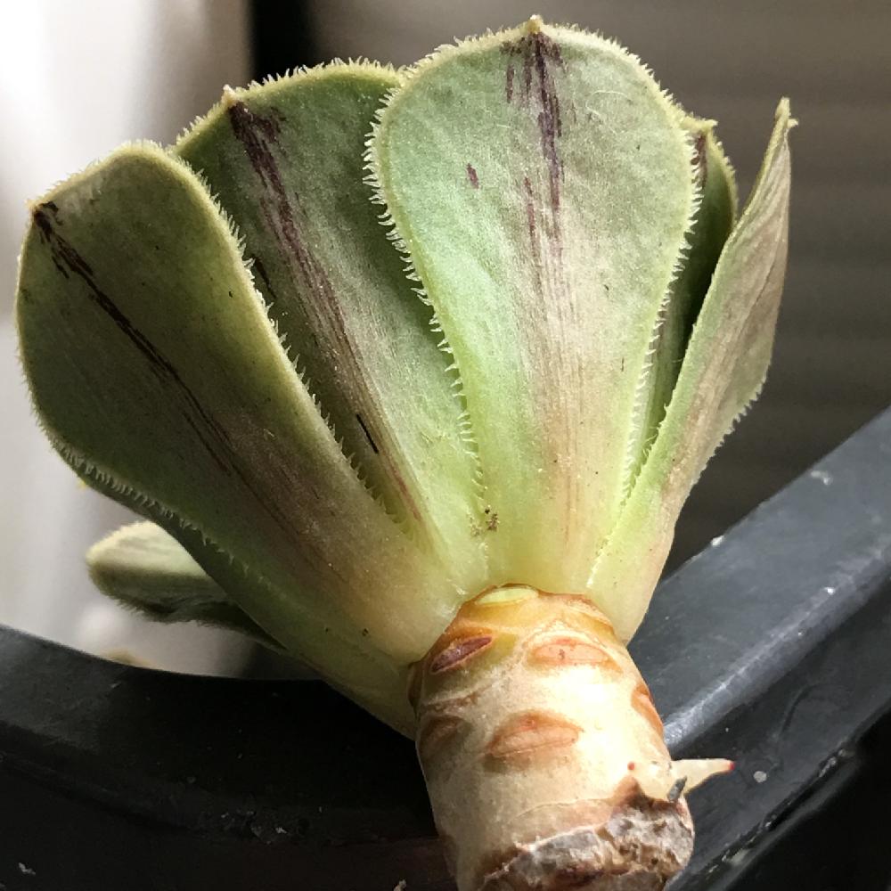 バルコニー/ベランダの画像 by あーちゃんさん | バルコニー/ベランダと多肉植物とアエオニウム属 アルボレウムと多肉男子と発根と植中毒と多肉女子とタニラーとAeonium