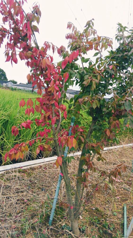 畑の画像 by みほっこさん | 畑とニシキギと畑の木とスイートピー生産者と切花と花農家と紅葉(こうよう)とフラワーアレンジメントとゆるキャラ倶楽部と多肉初心者と花束