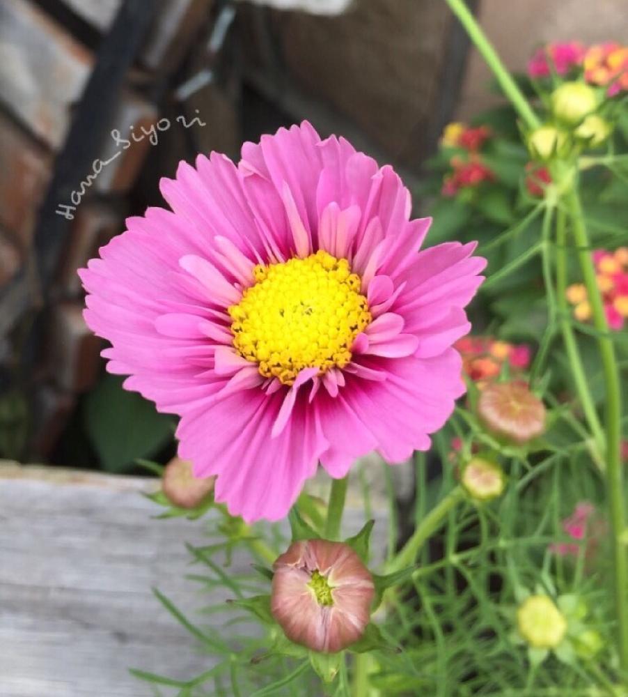 玄関の画像 by 花日和さん | 玄関とコスモスとスマホ撮影と好きな花と元気になるー!とピンクの花と可愛いぞ!と癒されると心が潤う♡と花のある暮らしとテンション⤴︎とルンルン♪と「コスモス」コンテスト