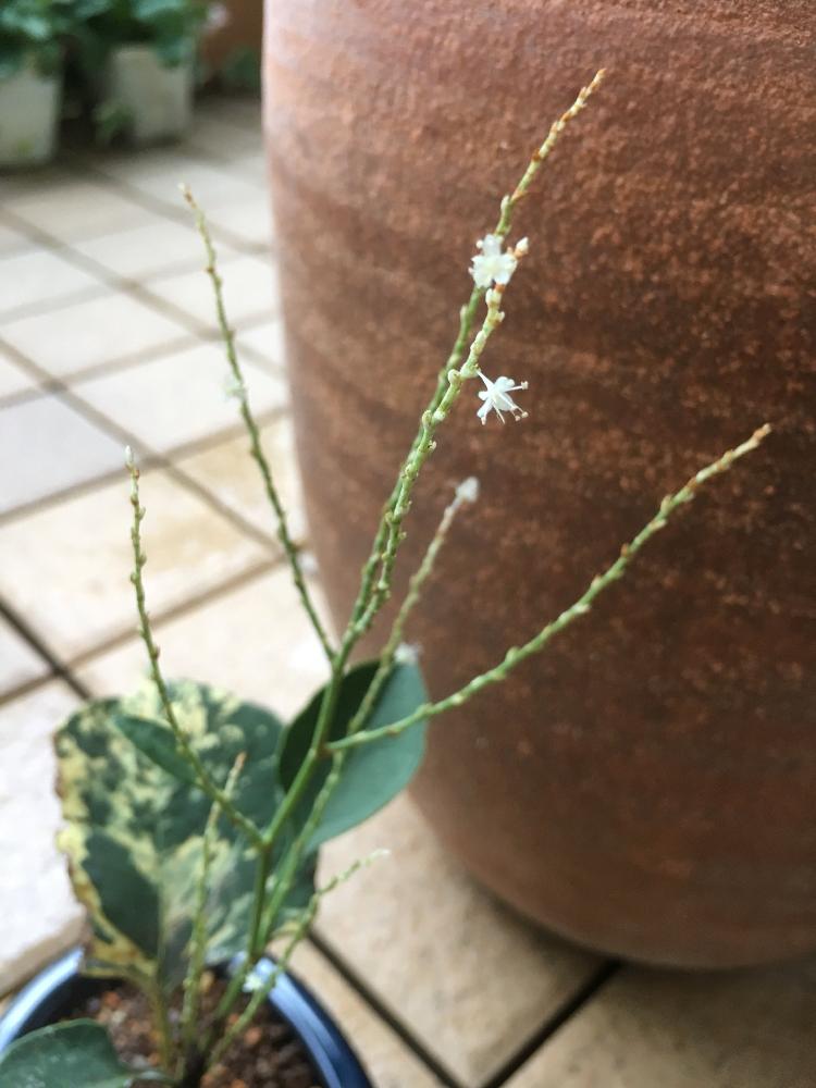 バルコニー/ベランダの画像 by cokeさん | バルコニー/ベランダとちっちゃいお花と植物のある暮らしと山野草とやさしい色と癒し…と可憐と斑入イタドリとリラックスと斑入り好き♡と白い小さなお花とミニと花のある暮らしと可愛がる❣️