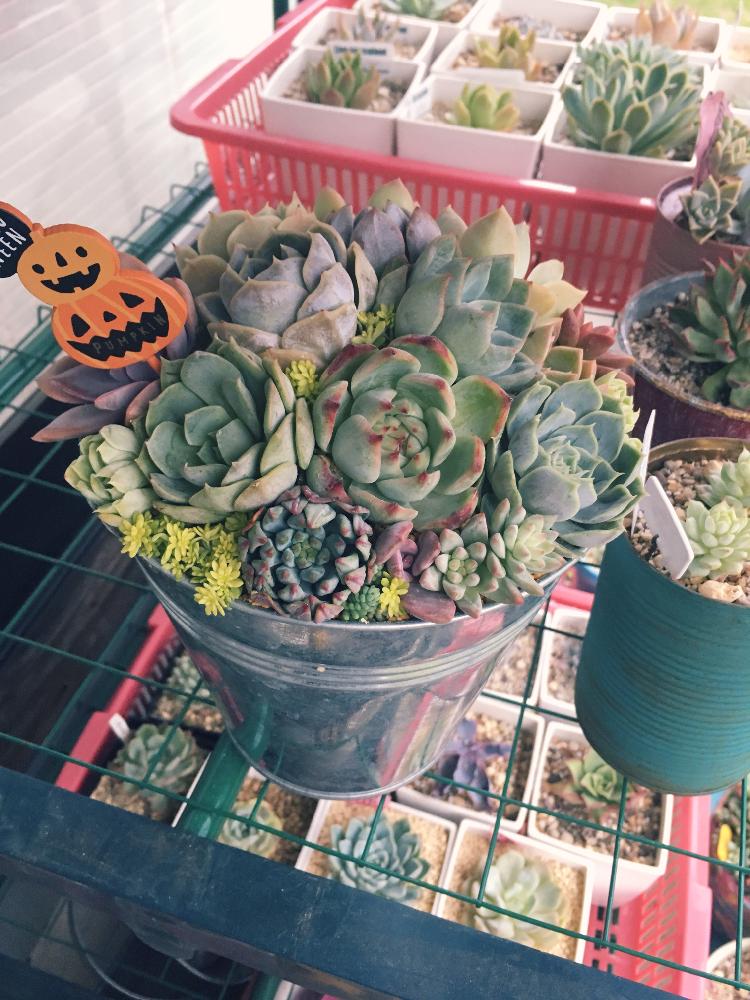 バルコニー/ベランダの画像 by ayaさん | バルコニー/ベランダと多肉植物とカット苗と寄せ植えと植え替えと植中毒と『多肉植物の寄せ植え』コンテストとエケベリア属と多肉女子とタニラーと花のある暮らし