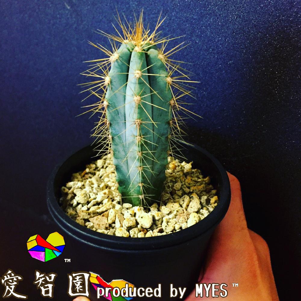 テラスの画像 by 愛智園 produced by MYES™️さん | テラスとアズレウスと愛智園と多肉植物とサボテン科と男前植物と金青とサボテンさんとサボテン*"とピロソケレウス属と植中毒とタニラーとアズレウス1と花のある暮らしとサボテンの花とサボテン アズレウスとアウトドアリビングとMYES™️と男前とバルコニスト