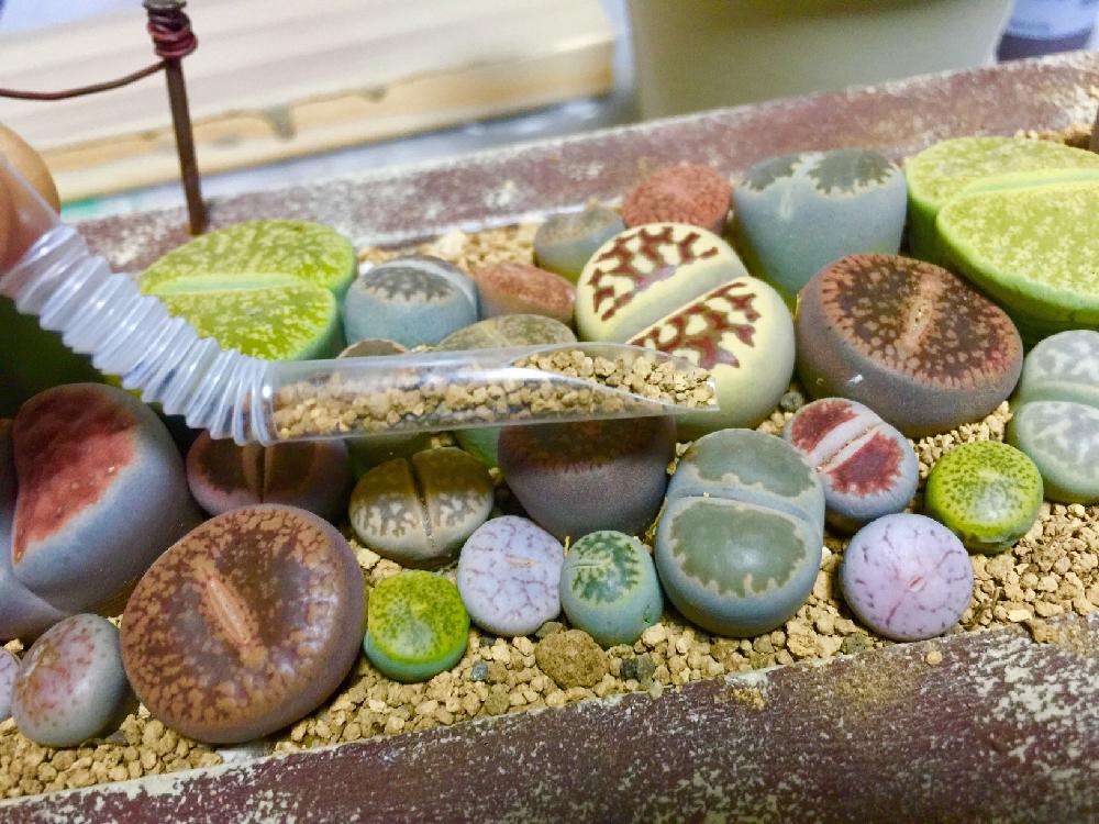 バルコニー/ベランダの画像 by 杏さん | バルコニー/ベランダとリトープスと多肉植物とマイ・コレクションと観葉植物とニコちゃんファン倶楽部❣️と多肉大好きと三重支部と花と観葉植物と寄せ植えと多肉植物寄せ植えとGSのみなさんに感謝♡と三重支部No.3と『多肉植物の寄せ植え』コンテストと多肉女子と花のある暮らしと松阪フラワーセンターと多肉寄せ植えと松フラ