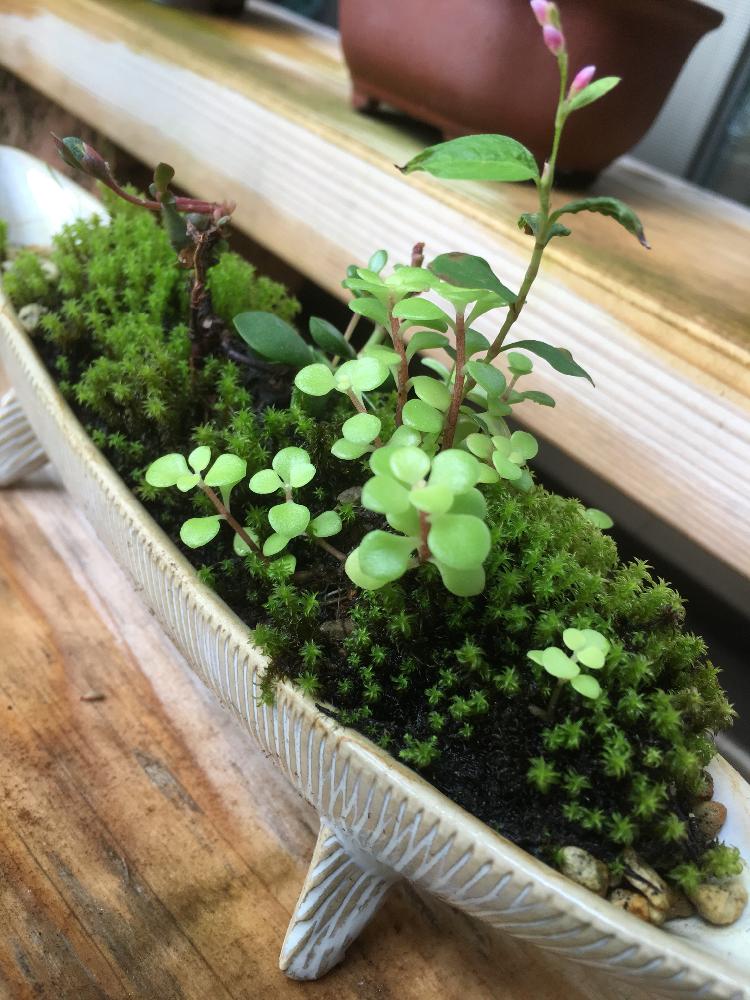 インテリアの画像 by cokeさん | インテリアと植物のある暮らしと苔 (コケ)と緑が好きと癒し…とコケの森とリラックスとかわいいな♡と可愛がる❣️と盆栽風