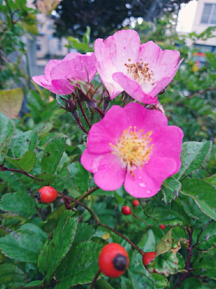 小さな庭の画像 by 日和さん | 小さな庭と名前を教えて!とローズヒップと花のある暮らしと薔薇♪
