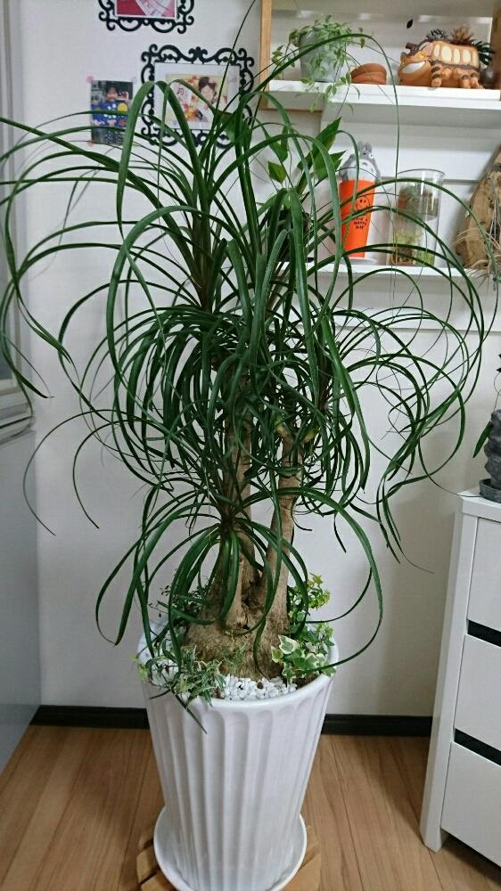 部屋の画像 by 莉愛ママさん | 部屋とノリナとポニーテールと植中毒とお気に入り♡とワサワサ