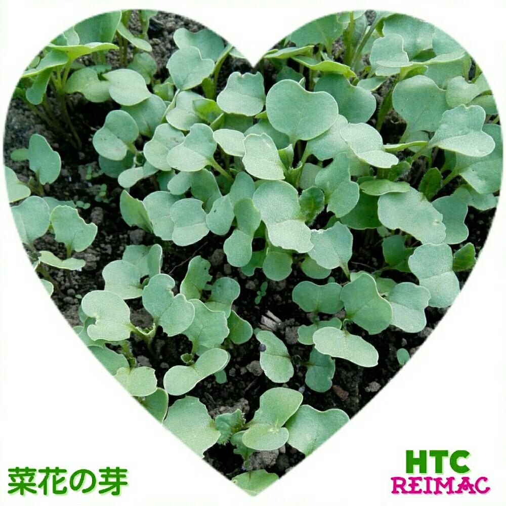 畑の画像 by レイマックさん | 畑とナバナとHTCと芽・発芽・花芽と家庭菜園とHTC 秘書と新居から(*´ェ`*)