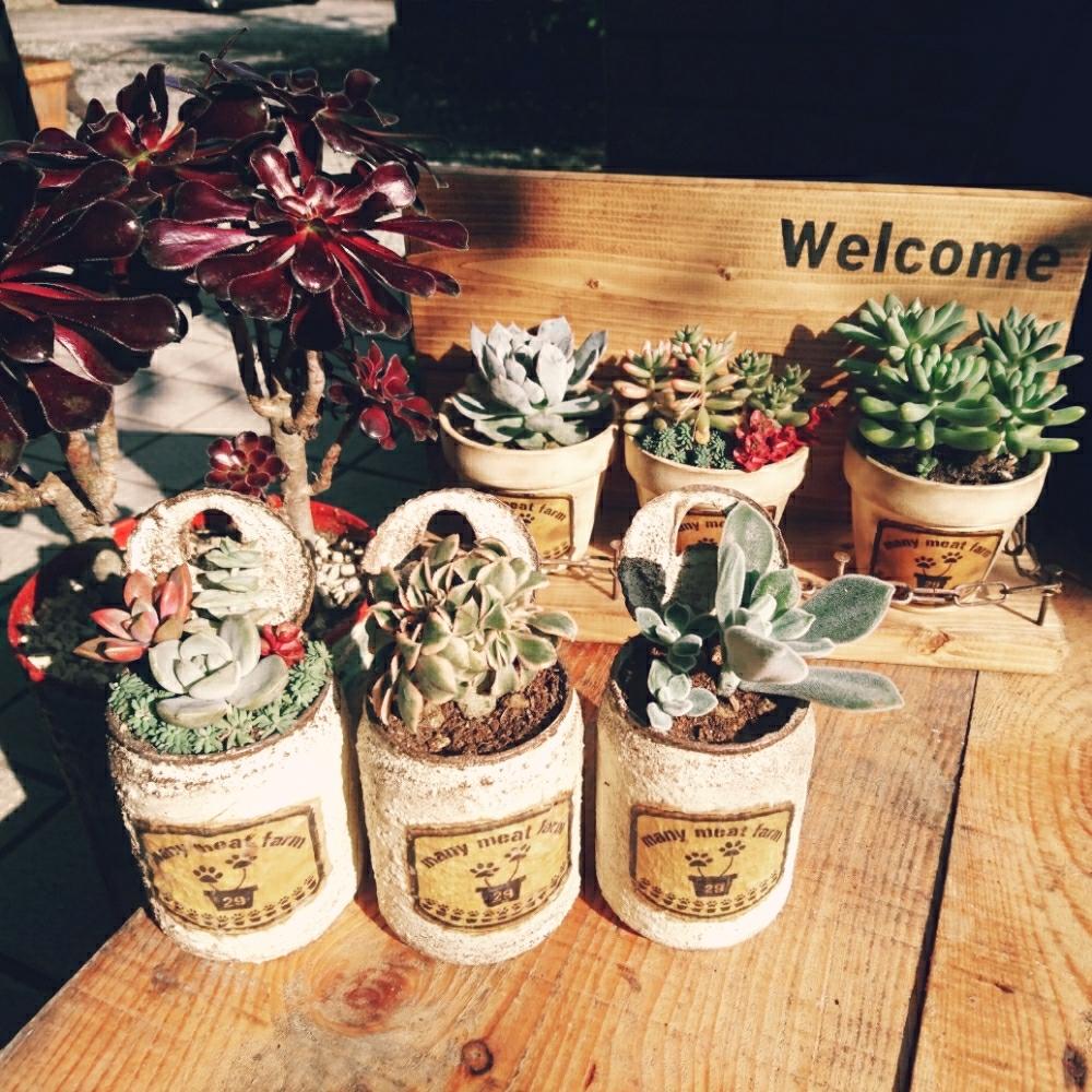 玄関の画像 by はちさん | 玄関と多肉植物とリメ缶と寄せ植えとエケベリアフロスティーとアエオニウム・サンバースト綴化と新作リメ缶とラベルリメ缶と可愛いと錆錆萌え萌え組と自作リメ缶とちまちま寄せ