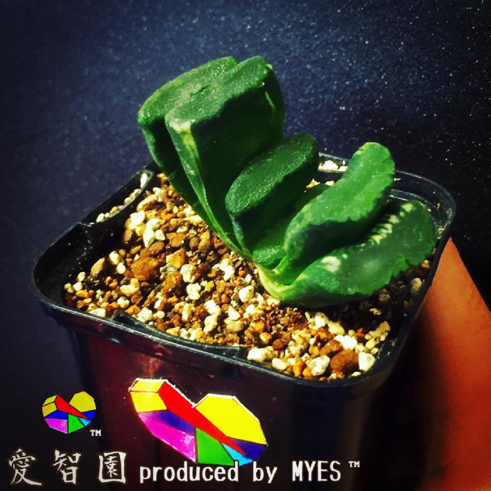 テラスの画像 by 愛智園 produced by MYES™️さん | テラスと玉扇と玉扇と愛智園と多肉植物と軟葉系ハオルチアと男前植物と斑入りハオルチアとハオルチア属とハオルチア 玉扇とハオルチア増殖中とハオルチア属&ガステリア属とHaworthia:ハオルチア/ハオルシアと 玉扇と植中毒とハオルシア属 とタニラーと花のある暮らしとアウトドアリビングとMYES™️と男前とバルコニスト