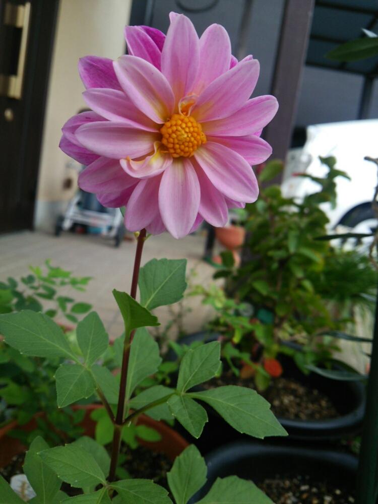 小さな庭の画像 by コッペパンさん | 小さな庭とダリアと植中毒と花のある暮らしと植物とお花