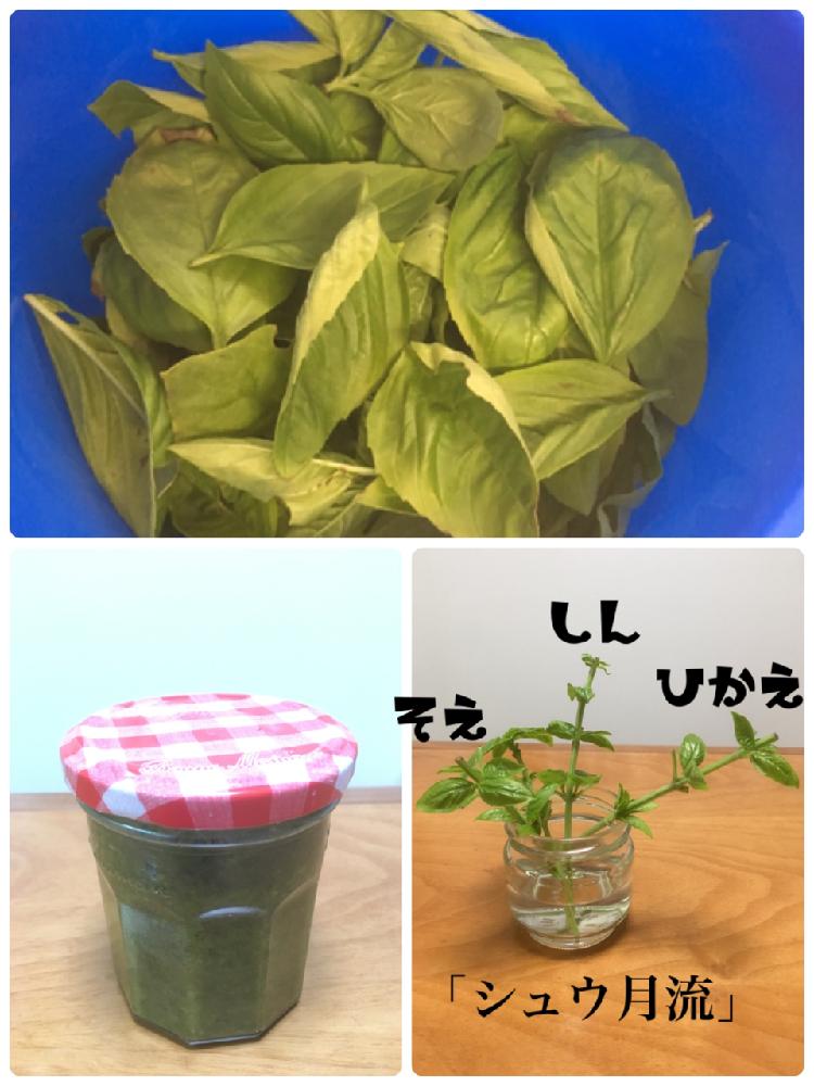 キッチンの画像 by シュウさん | キッチンとバジルと小さな小さな畑と家庭菜園と美味しいと小さな庭でも気持ちは広い庭とハーブと無農薬と限界