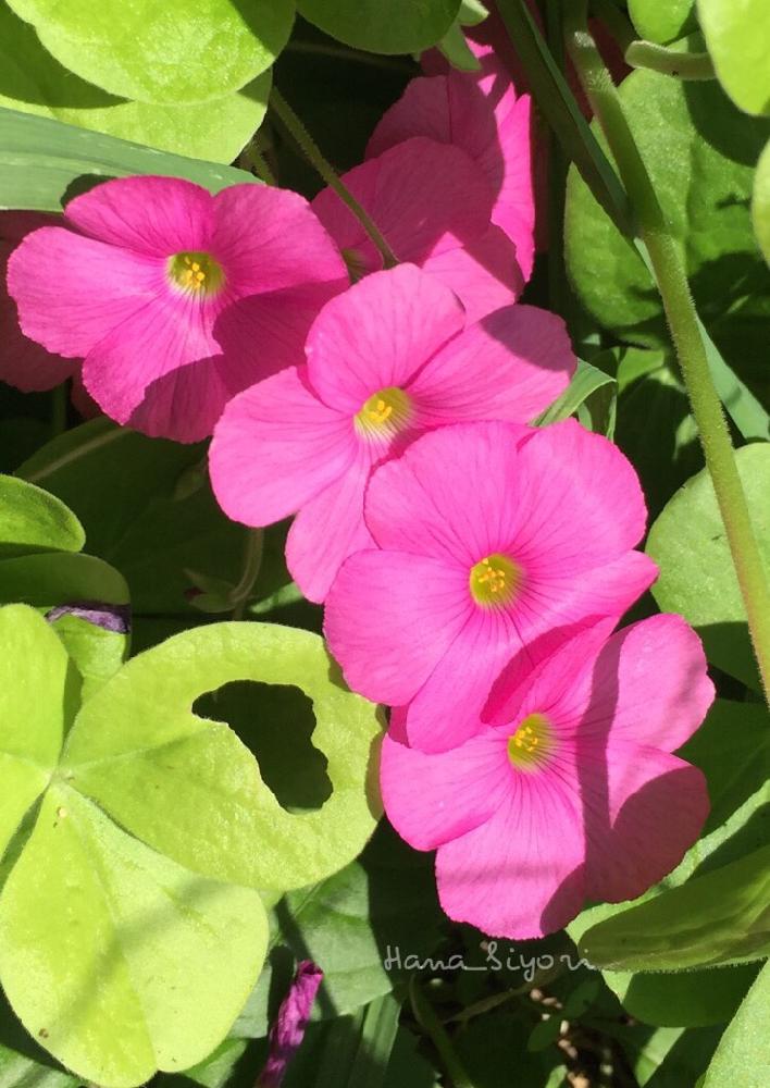 お出かけ先の画像 by 花日和さん | お出かけ先とオキザリスとスマホ撮影と元気になるー!と花散歩とピンクの花と可愛いぞ!と公園と癒されると心が潤う♡とお散歩とテンション⤴︎とルンルン♪とイキイキしてる