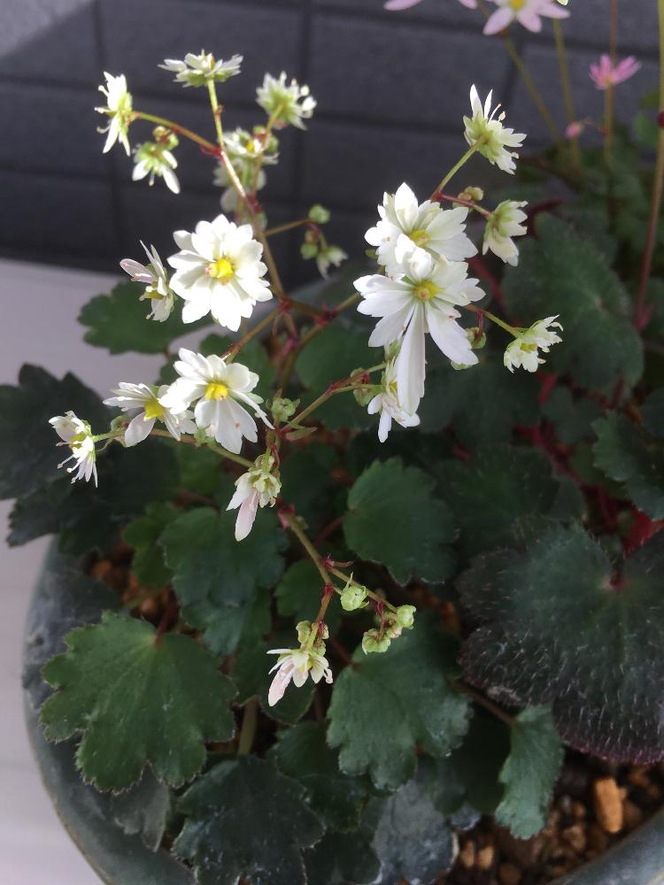 バルコニー/ベランダの画像 by cokeさん | バルコニー/ベランダと植物のある暮らしと寄せ植えとやさしい色と癒し…と可憐と和ものと白い小さなお花と秋の山野草と花のある暮らしとかわいいな♡と盆栽風