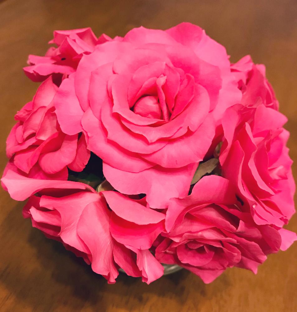 小さな庭の画像 by さんごさん | 小さな庭とローズうららTM(旧名うらら)と植中毒と薔薇愛同盟と薔薇に魅せられて