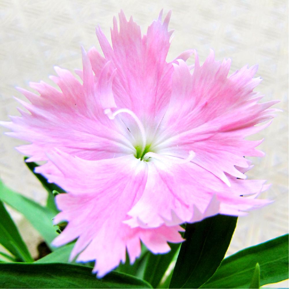 小さな庭の画像 by PT_yamahiroさん | 小さな庭とナデシコと花まっぷと我が家の花達と花壇とフラワーとマイガーデンとおはようとマクロ撮影と植中毒と我が家の花壇と花言葉とお花畑 と花好きとガーデニングと花のある暮らしとお花とマクロな世界とお花好きとバルコニスト