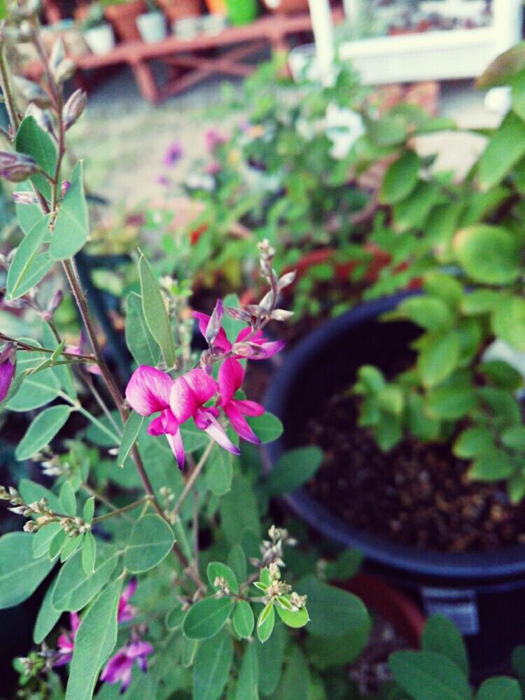 小さな庭の画像 by コッペパンさん | 小さな庭とハギと植中毒と花のある暮らしとお花と樹木
