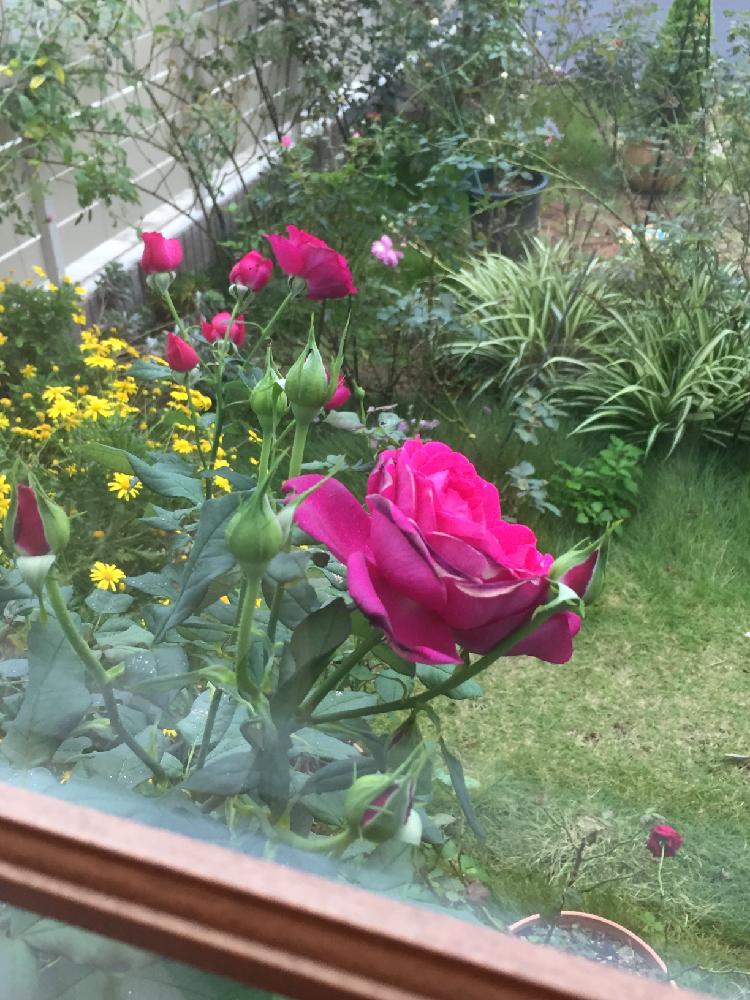 部屋の画像 by レイさん | 部屋と誰か教えて下さい☺と薔薇愛同盟と今日のお花とゲーテ ローズと花のある暮らしとばら 薔薇 バラ