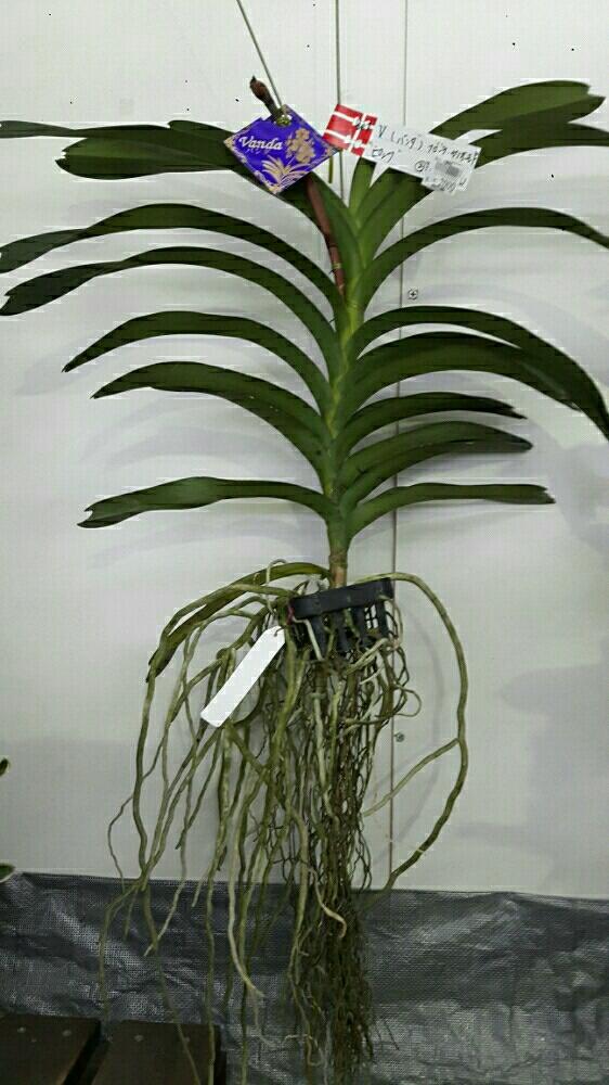 お出かけ先の画像 by ひでみんさん | お出かけ先とみどりのある暮らしと観葉植物と砂漠の植物と高いと花のある暮らし