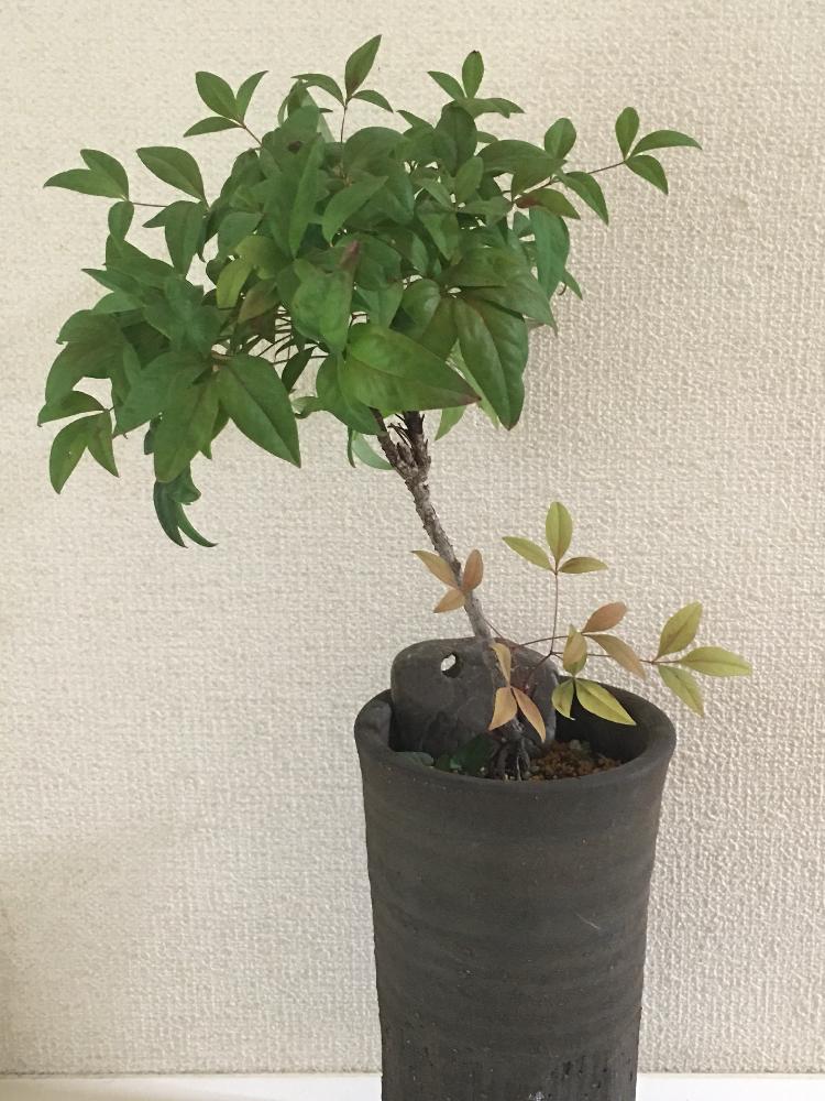 小さな庭の画像 by ドナさん | 小さな庭とナンテンと『盆栽』コンテストと秋の訪れと盆栽