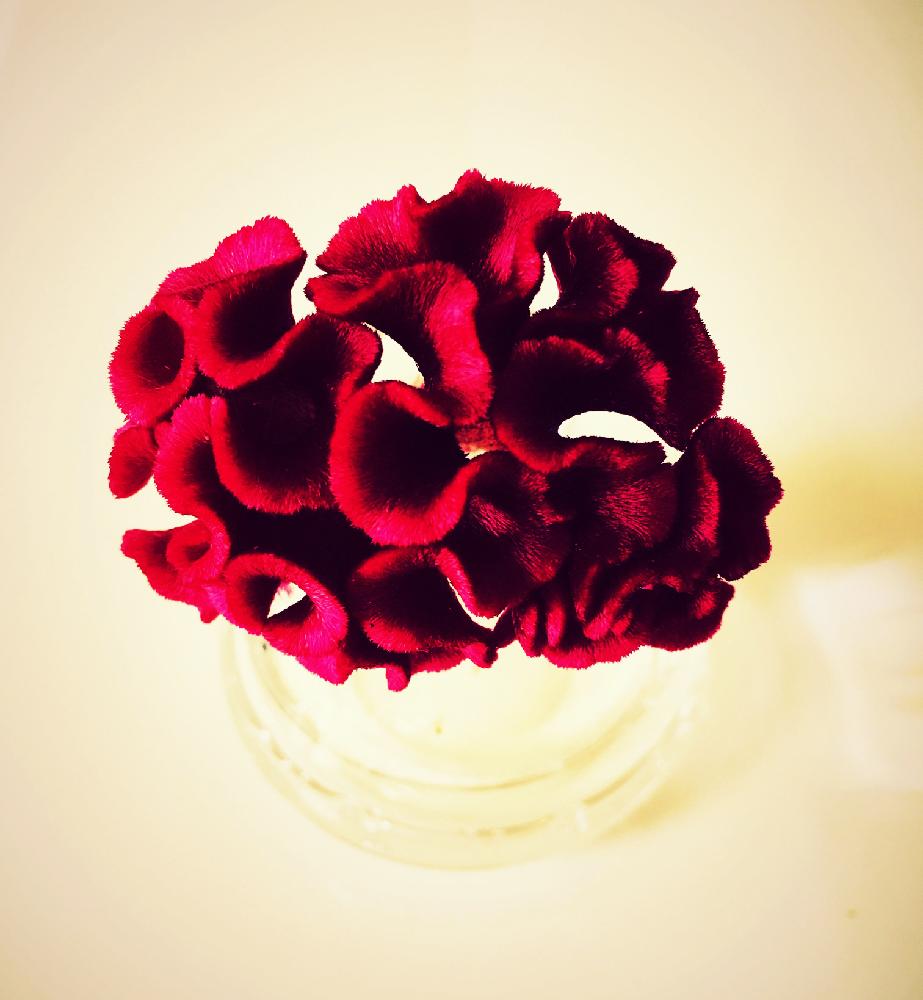 キッチンの画像 by makotechさん | キッチンとケイトウと花のある暮らしと植物のある暮らしと植中毒と観葉植物